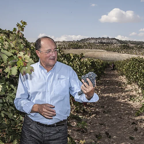 Visitando el viñedo